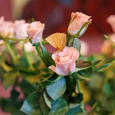 Dans Echoppe ベッド・アンド・ブレックファスト べグル